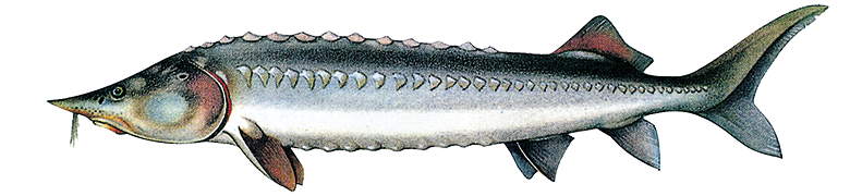 Beluga (Hausen), Acipenser huso huso