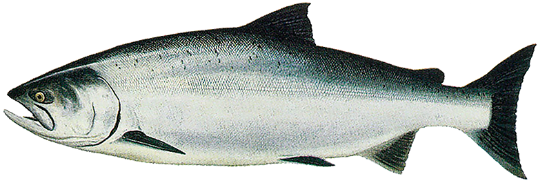 Keta Lachs, Oncorhynchus keta