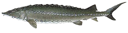 Amur Sturgeon, Acipenser schrenckii