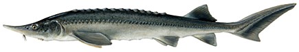 Siberian Sturgeon, Acipenser baerii