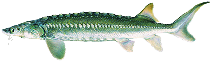 White Sturgeon, Acipenser transmontanus